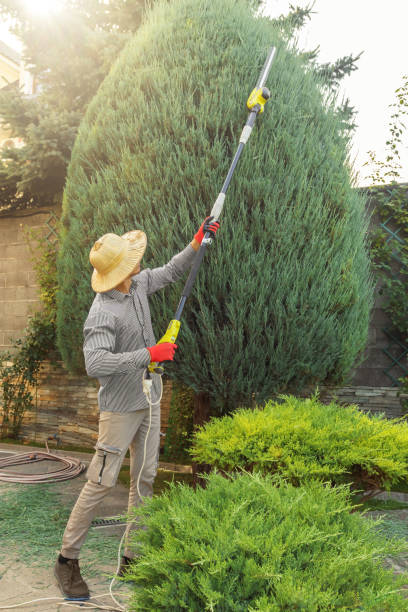 Professional Tree Removal and Landscaping Services in Point Pleasant Beach, NJ